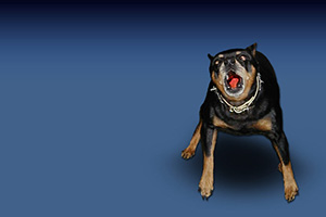 Property Management Blog